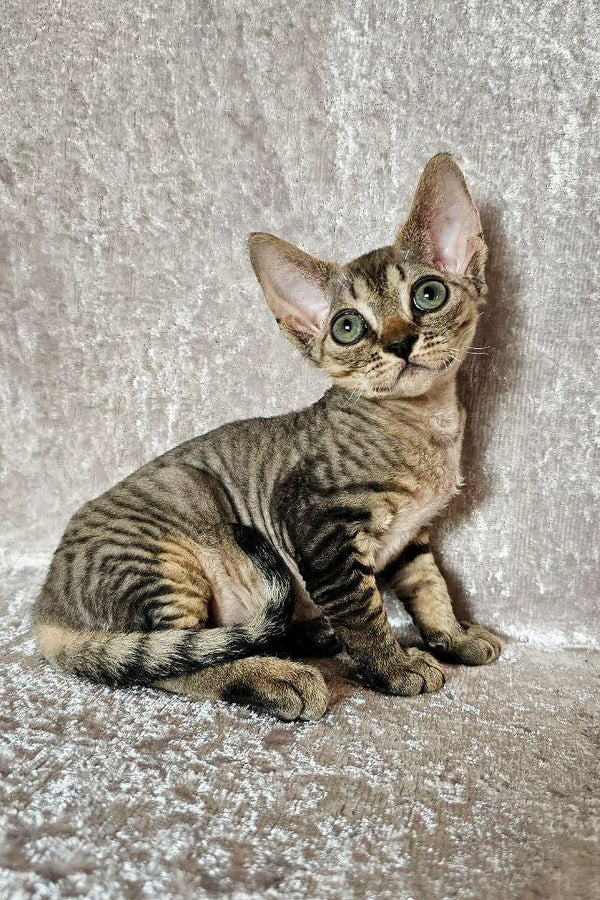 Tabby Devon Rex kitten with large ears sitting on a cozy textured surface