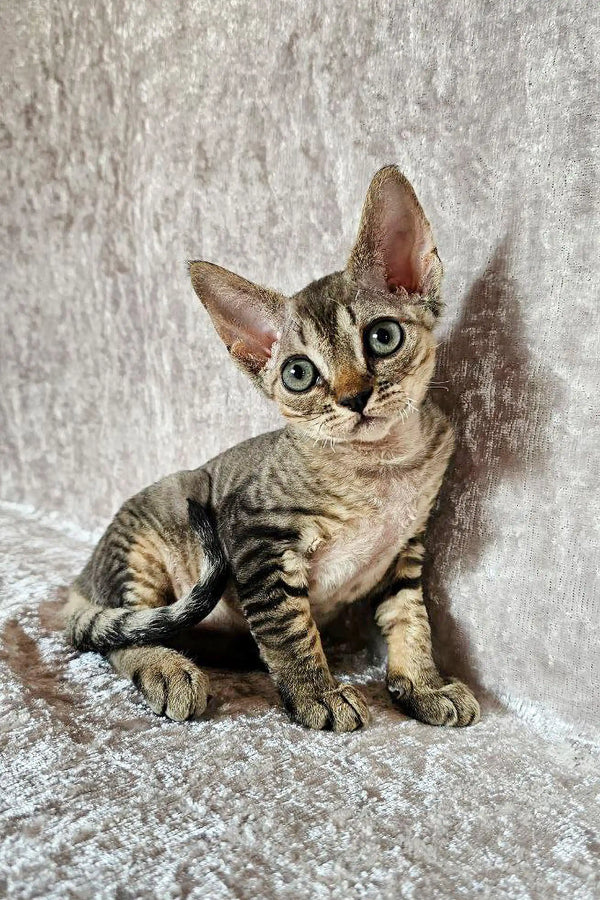 Cute Tabby Devon Rex kitten with big ears and bright eyes on stylish textured surface