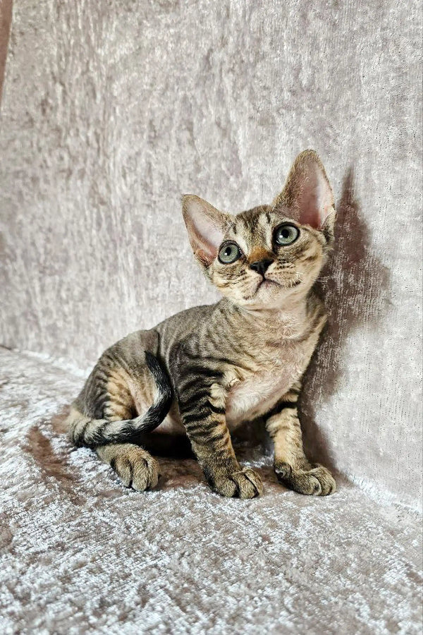 Adorable Tabby cat with big eyes on textured surface, perfect Devon Rex kitten vibes