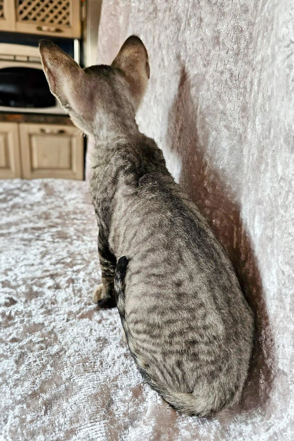 Gray tabby cat sitting with back to the camera, showcasing a cute Devon Rex kitten