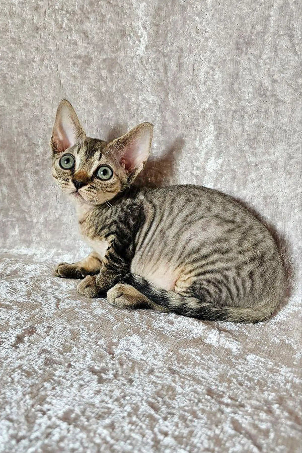 Cute Devon Rex kitten with big ears and a striped coat in the Diana product