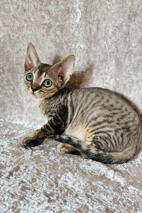 Cute Devon Rex kitten with large ears and striped fur, perfect for cuddles and fun