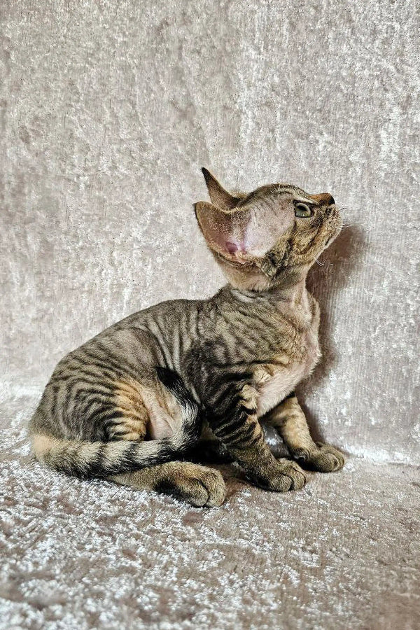 Hairless Devon Rex Kitten named Diana tilting head up, showcasing playful curiosity