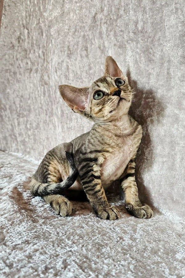 Adorable Tabby Devon Rex kitten with big ears sitting on a cozy textured surface