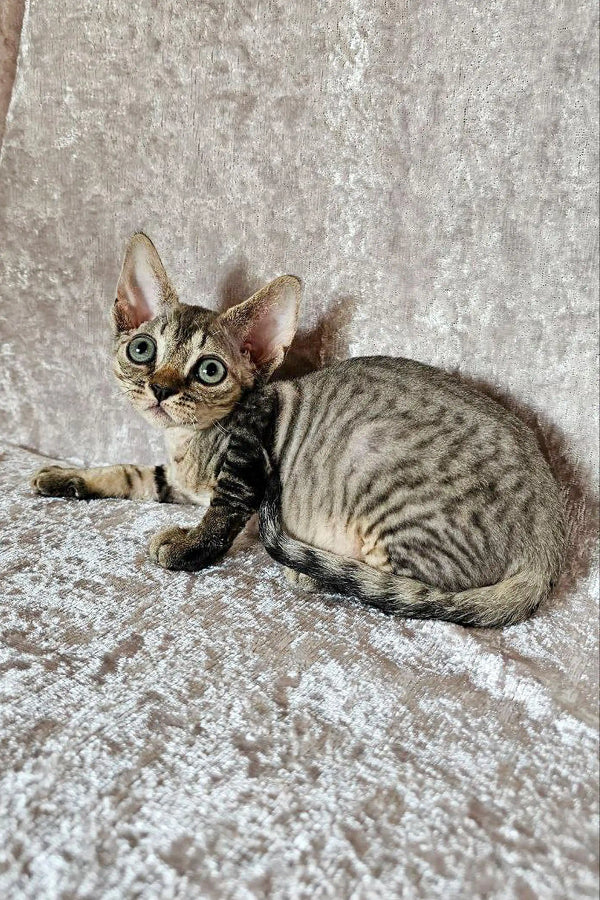 Tabby Devon Rex kitten with big eyes exploring a textured surface