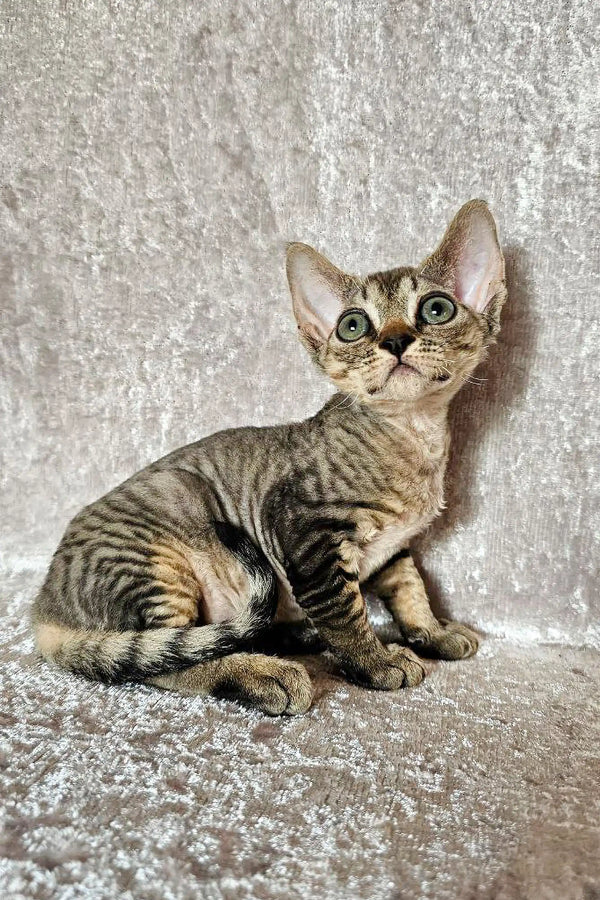 Adorable Devon Rex kitten with big ears and striped fur on a cozy surface