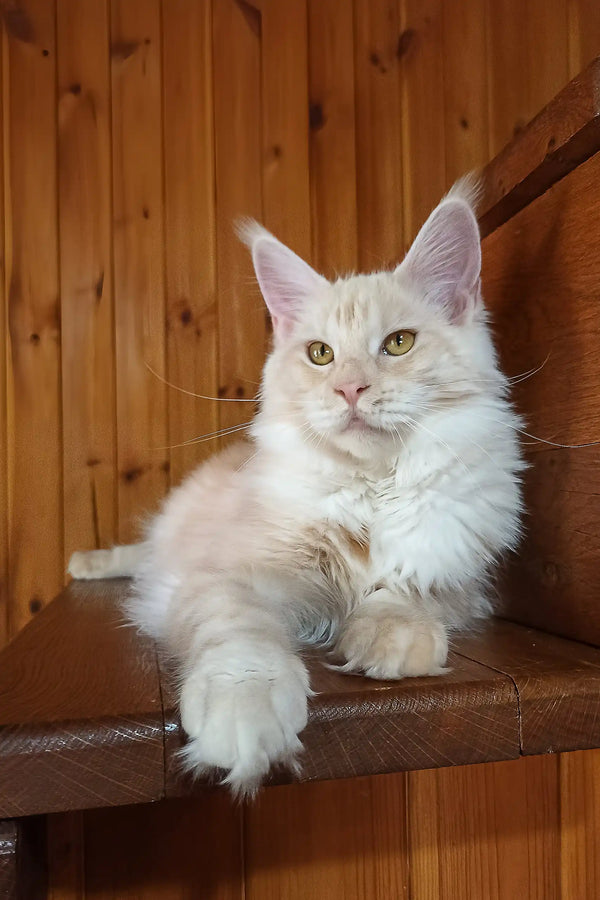 Diana | maine coon kitten
