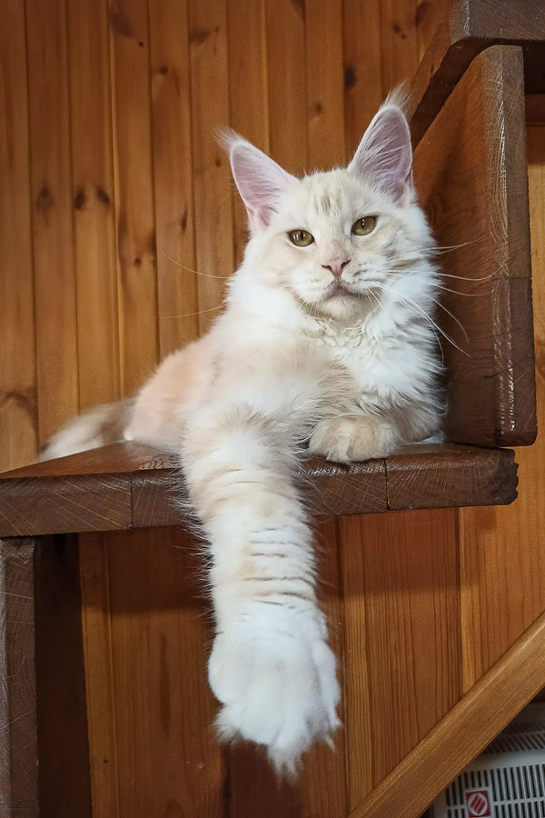 Diana | maine coon kitten