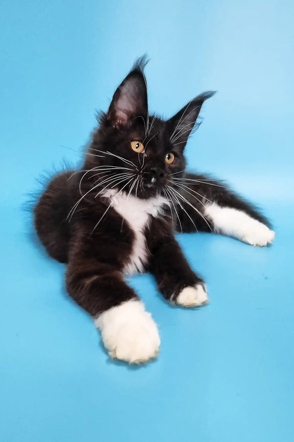 Black and white Maine Coon cat from the Diana Maine Coon Kitten product line