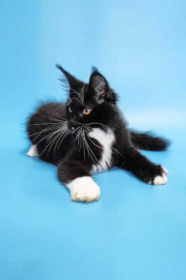 Black and white Maine Coon kitten named Diana, cuteness overload in one pic!