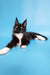 Cute black and white Maine Coon cat featured in Diana Maine Coon Kitten product