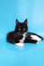 Cute black and white Maine Coon kitten named Diana ready for a loving home