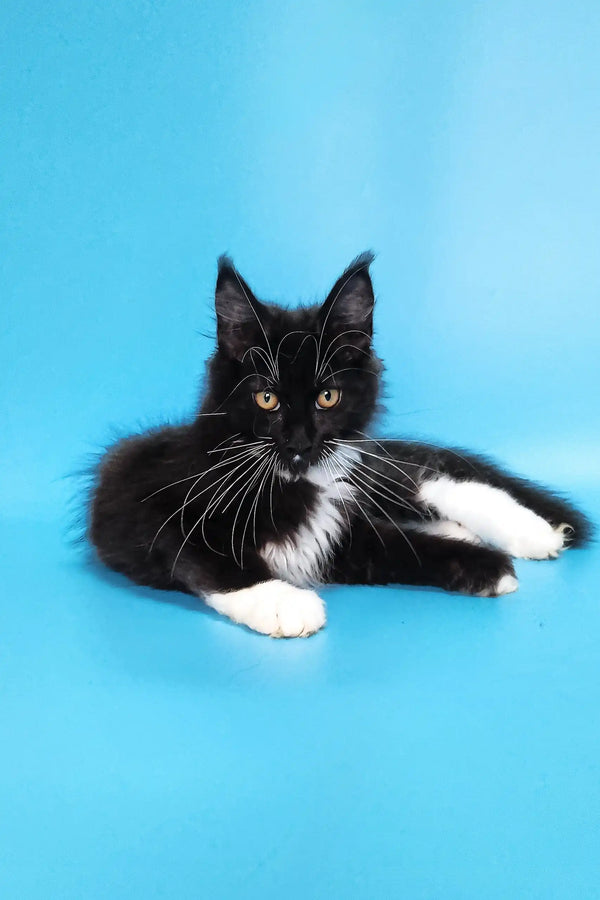 Cute black and white Maine Coon kitten named Diana ready for a loving home
