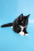 Cute black and white Maine Coon kitten named Diana ready for a new home