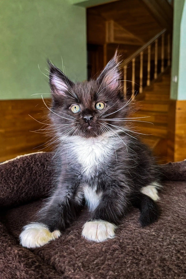 Adorable black and white Maine Coon kitten named Diana with fluffy fur and bright eyes