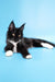 Black and white Maine Coon cat named Diana showcasing fluffy cuteness and charm