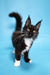 Black and white Maine Coon kitten named Diana, the adorable fluffy companion