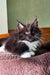 Black and white tuxedo kitten resting on a plush bed, perfect for your Diana Maine Coon