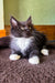 Black and white tuxedo cat with bright eyes and long whiskers in Diana Maine Coon Kitten