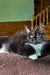 Fluffy black and white Maine Coon kitten resting on a cozy brown surface