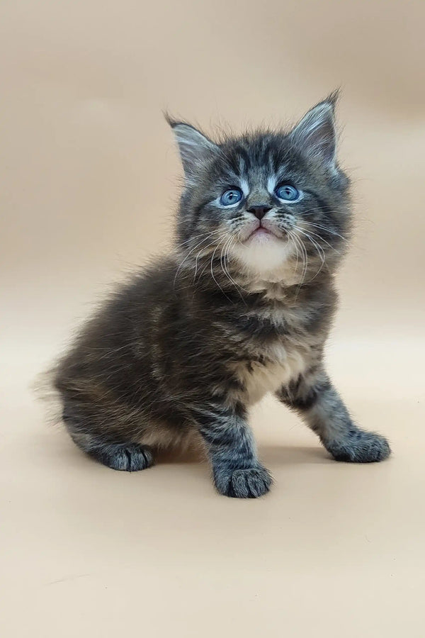 Fluffy dark kitten with blue eyes and white markings from the Diana Maine Coon Kitten