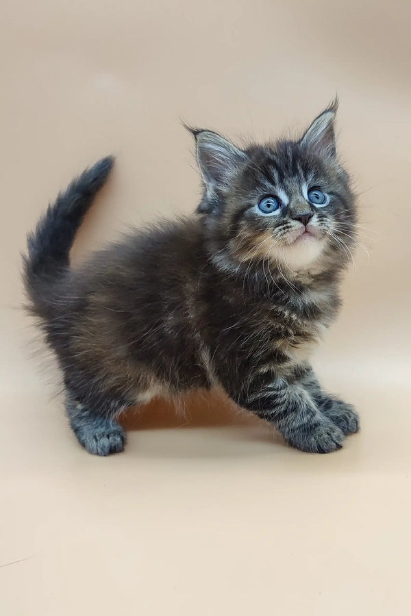 Fluffy dark Maine Coon kitten named Diana with stunning blue eyes