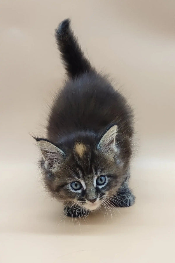 Fluffy gray Maine Coon kitten Diana with bright blue eyes in a playful stalking pose