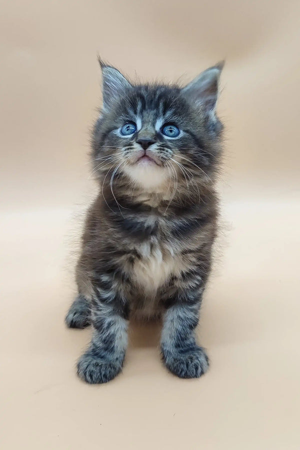 Fluffy gray and white Maine Coon kitten named Diana with beautiful blue eyes