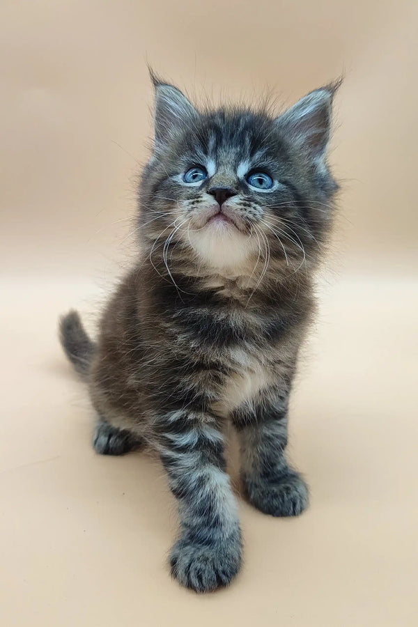 Fluffy gray and white Maine Coon kitten named Diana with bright blue eyes