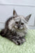 Long-haired gray Maine Coon kitten with pointed ears and an alert expression