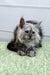 Fluffy gray and white Maine Coon kitten with blue eyes lounging on a cozy carpet