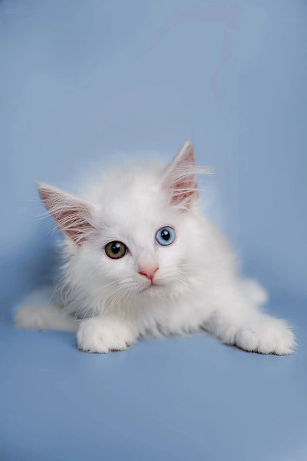 Adorable Maine Coon kitten named Diana with fluffy fur and striking blue eyes