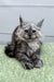 Long-haired gray Maine Coon kitten with pointed ears relaxing on green surface