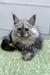 Long-haired gray Maine Coon kitten named Diana with striking green eyes