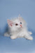 White fluffy Maine Coon kitten named Diana relaxing with bright eyes