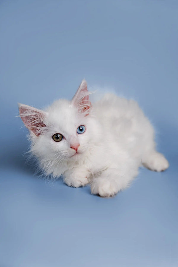 Fluffy white Maine Coon kitten with bright eyes and a cute pink nose