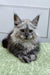 Long-haired gray Maine Coon kitten with pointed ears and a serious look