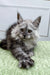 Long-haired gray Maine Coon kitten with pointed ears and alert expression