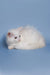 Fluffy white Maine Coon kitten with pink ears and blue eyes lying down