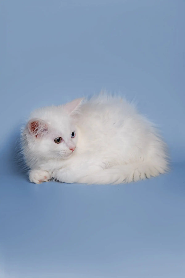 Fluffy white Maine Coon kitten with pink ears and blue eyes lying down