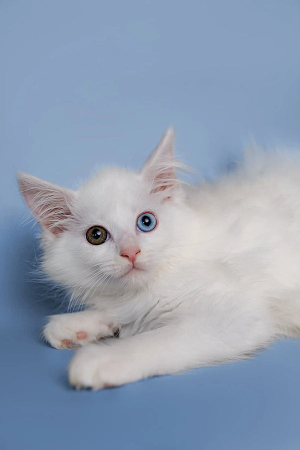 Adorable Maine Coon kitten Diana with white fur and striking heterochromatic eyes
