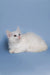 Fluffy white Maine Coon kitten with bright eyes lounging adorably