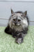 Long-haired gray Maine Coon kitten with alert eyes lounging on green surface