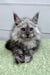 Long-haired gray Maine Coon kitten with pointed ears and alert eyes