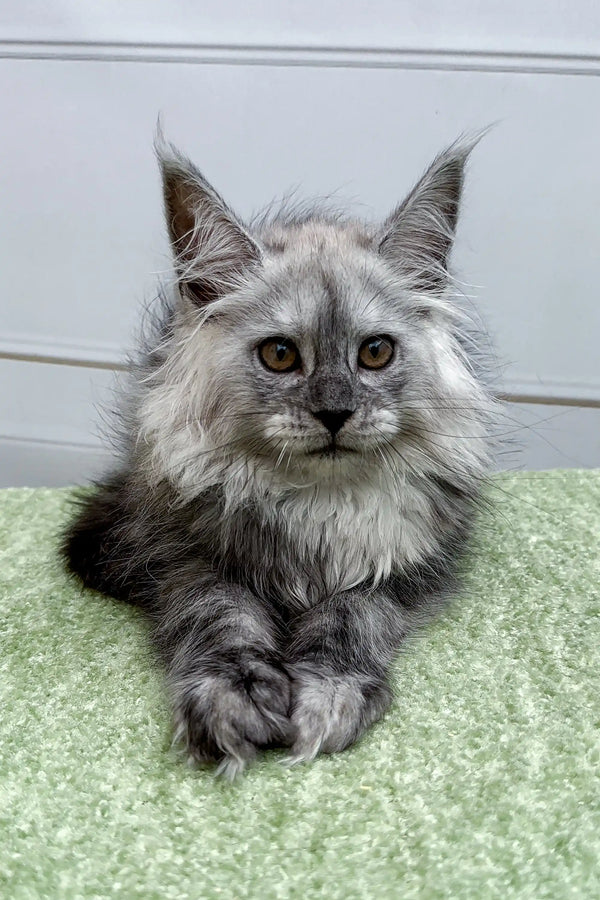 Long-haired gray Maine Coon kitten with pointed ears and alert eyes