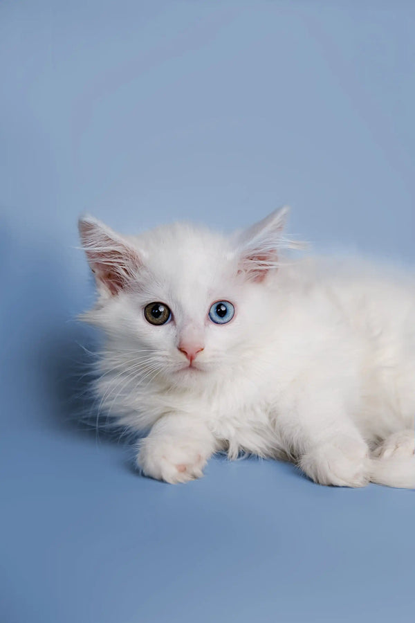 Adorable White Fluffy Maine Coon Kitten with Striking Blue Eyes Named Diana