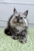 Fluffy gray Maine Coon kitten with blue eyes lounging on a vibrant green surface