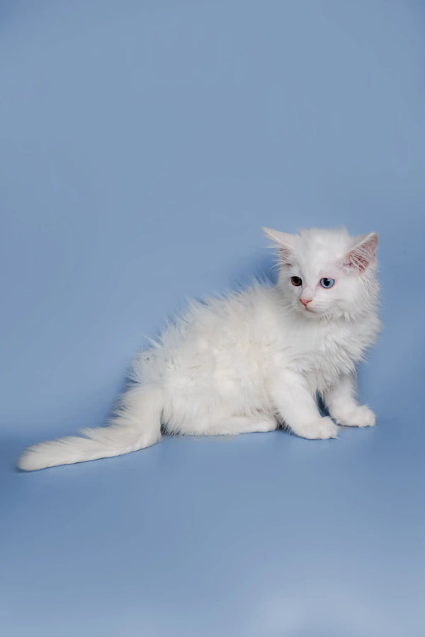 Fluffy Maine Coon kitten with blue eyes against a plain backdrop