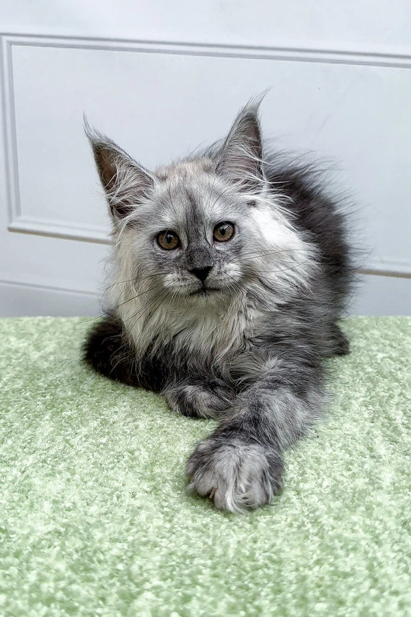 Long-haired gray Maine Coon kitten with green eyes lounging on a cozy carpet