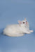 Fluffy white Maine Coon kitten named Diana with bright eyes lying down